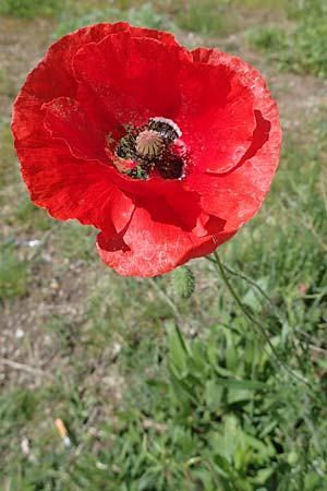 Papaver rhoeas \ Klatsch-Mohn / Common Poppy, D Mannheim 19.5.2021