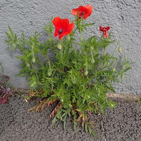 Papaver rhoeas \ Klatsch-Mohn / Common Poppy, D Mannheim 22.5.2021