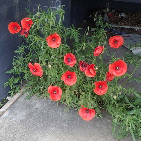 Papaver rhoeas \ Klatsch-Mohn / Common Poppy, D Mannheim 22.5.2021