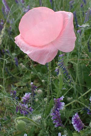 Papaver rhoeas \ Klatsch-Mohn / Common Poppy, D Mannheim 3.6.2023
