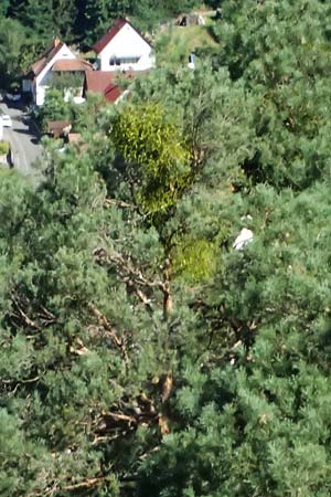 Viscum album subsp. austriacum \ Kiefern-Mistel / Pine Mistletoe, D Erfweiler 11.8.2024