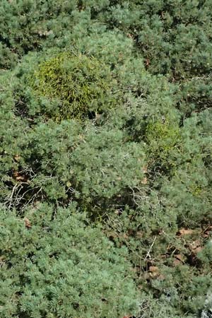 Viscum album subsp. austriacum \ Kiefern-Mistel / Pine Mistletoe, D Erfweiler 11.8.2024