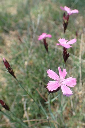 Dianthus carthusianorum subsp. carthusianorum \ Kart�user-Nelke / Carthusian Pink, D Gr&uuml;nstadt-Asselheim 26.4.2020