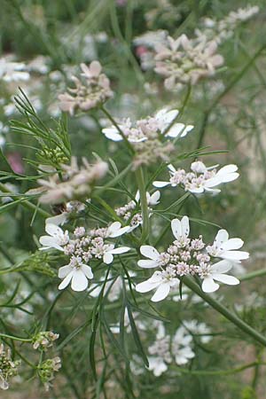 Coriandrum sativum \ Koriander / Coriander Seeds, Cilandro, D Lorsch 25.5.2017