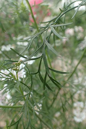 Coriandrum sativum \ Koriander / Coriander Seeds, Cilandro, D Lorsch 25.5.2017
