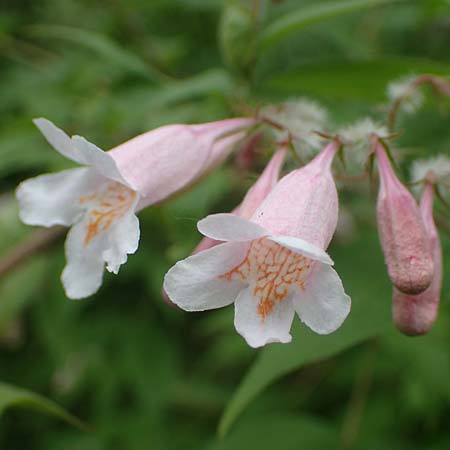 Kolkwitzia amabilis / Beauty Bush, D Sandhausen 14.5.2023
