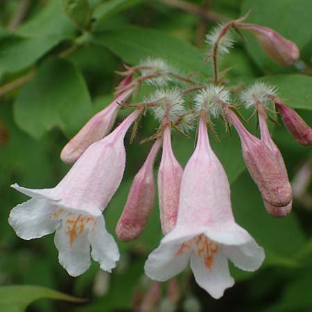 Kolkwitzia amabilis / Beauty Bush, D Sandhausen 14.5.2023