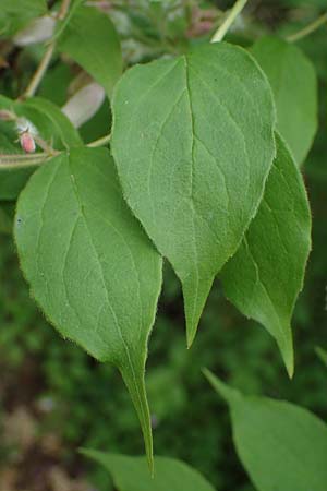 Kolkwitzia amabilis / Beauty Bush, D Sandhausen 14.5.2023
