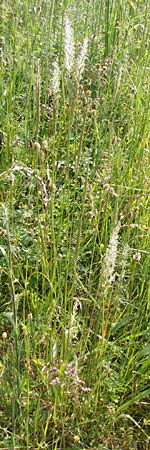 Koeleria pyramidata \ Pyramiden-Kammschmiele / Pyramidal Hair Grass, D Limburg 22.5.2015