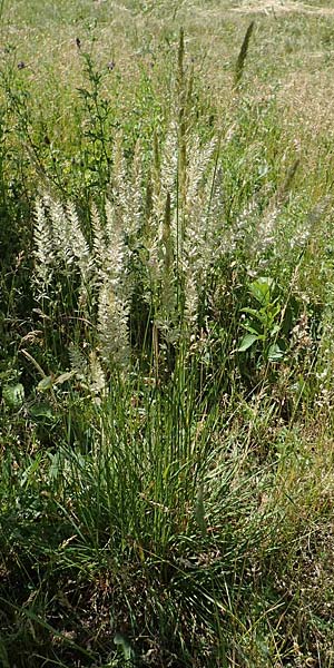 Koeleria pyramidata \ Pyramiden-Kammschmiele / Pyramidal Hair Grass, D Bruchsal 27.5.2020