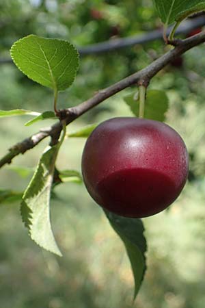 Prunus cerasifera \ Kirschpflaume / Cherry Plum, D Mannheim 31.8.2021