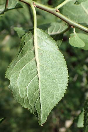 Prunus cerasifera \ Kirschpflaume / Cherry Plum, D Mannheim 31.8.2021