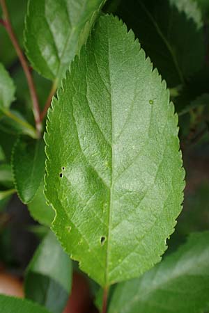 Prunus cerasifera \ Kirschpflaume / Cherry Plum, D Mannheim 15.4.2023