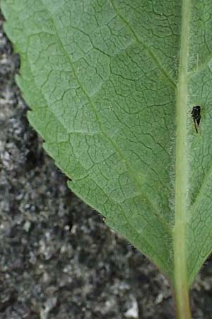 Prunus cerasifera \ Kirschpflaume / Cherry Plum, D Mannheim 15.4.2023