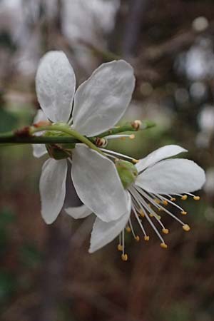 Prunus cerasifera \ Kirschpflaume / Cherry Plum, D Mannheim 19.2.2024
