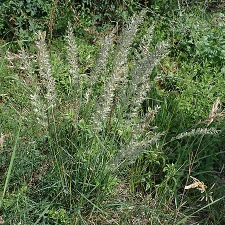Koeleria pyramidata \ Pyramiden-Kammschmiele / Pyramidal Hair Grass, D Eiersheim 31.5.2025