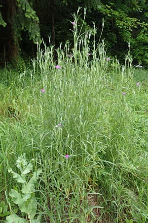 Agrostemma githago \ Korn-Rade / Corn Cockle, D Lonetal bei/near Bissingen 9.6.2016