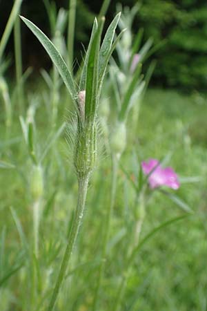 Agrostemma githago \ Korn-Rade / Corn Cockle, D Lonetal bei/near Bissingen 9.6.2016