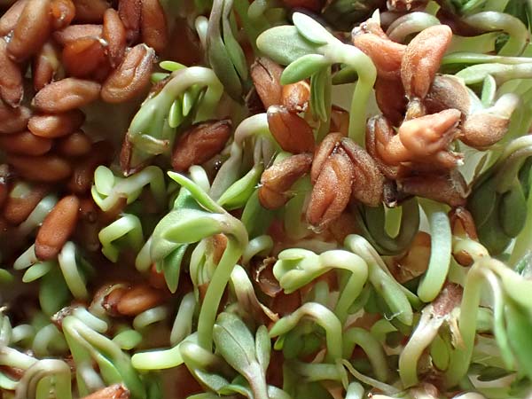 Lepidium sativum \ Garten-Kresse / Garden Cress, D Mannheim 18.2.2018