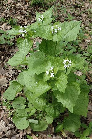 Alliaria petiolata \ Knoblauch-Rauke, Knoblauch-Hederich / Garlic Mustard, D Mannheim 28.4.2019