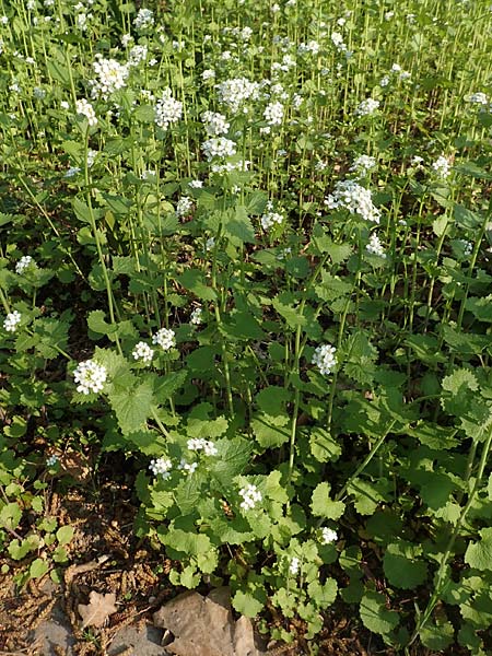 Alliaria petiolata \ Knoblauch-Rauke, Knoblauch-Hederich / Garlic Mustard, D Mannheim 9.4.2020