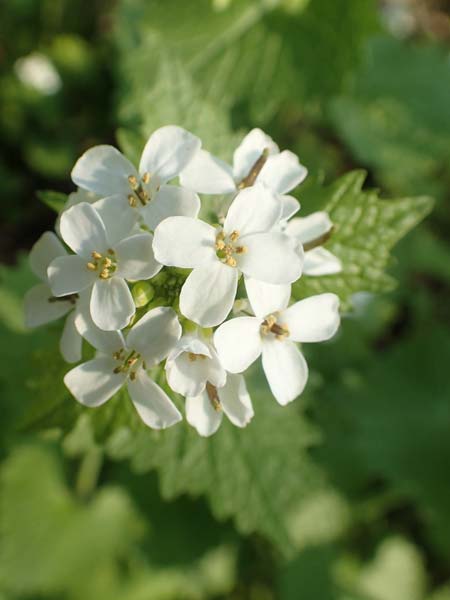 Alliaria petiolata \ Knoblauch-Rauke, Knoblauch-Hederich / Garlic Mustard, D Mannheim 9.4.2020