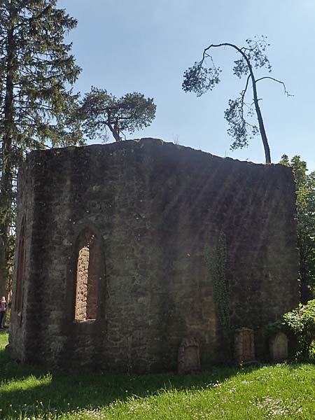 Pinus sylvestris \ Wald-Kiefer, F�hre / Scot's Pine, D Odenwald, Hammelbach 17.5.2020