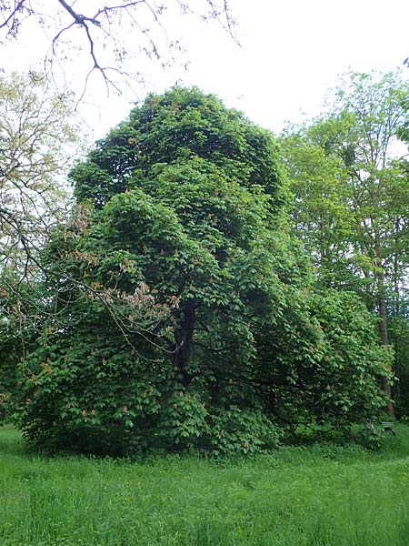 Aesculus hippocastanum x pavia \ Rote Ross-Kastanie, Scharlach-Kastanie / Red Horse Chestnut, D Mannheim 13.5.2021