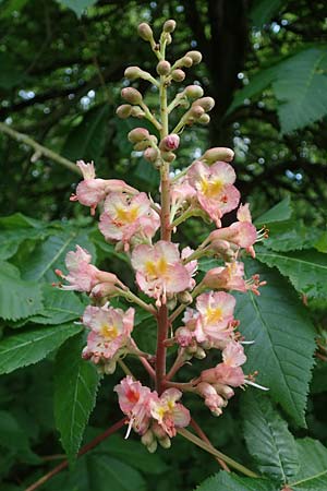 Aesculus hippocastanum x pavia \ Rote Ross-Kastanie, Scharlach-Kastanie / Red Horse Chestnut, D Mannheim 13.5.2021