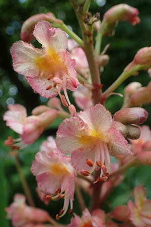 Aesculus hippocastanum x pavia \ Rote Ross-Kastanie, Scharlach-Kastanie / Red Horse Chestnut, D Mannheim 13.5.2021