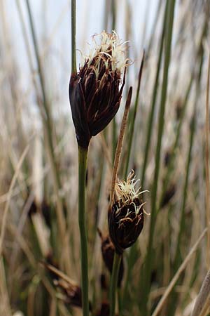 Schoenus nigricans \ Schw�rzliche Kopfbinse / Black Bog-Rush, D Neuleiningen 28.5.2021