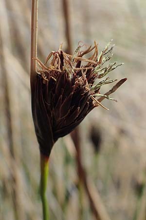 Schoenus nigricans \ Schw�rzliche Kopfbinse / Black Bog-Rush, D Neuleiningen 28.5.2021
