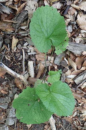Alliaria petiolata \ Knoblauch-Rauke, Knoblauch-Hederich / Garlic Mustard, D Mannheim 10.6.2021