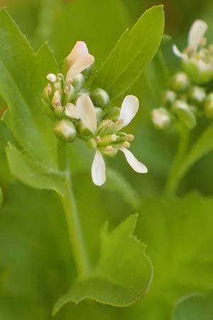 Lepidium sativum \ Garten-Kresse / Garden Cress, D Mannheim 23.6.2021