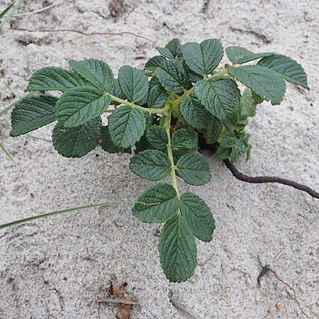 Rosa rugosa \ Kartoffel-Rose / Japanese Rose, D Hohwacht 13.9.2021