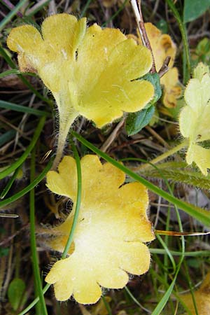 Saxifraga granulata \ Kn�llchen-Steinbrech / Meadow Saxifrage, D Herborn 22.5.2015