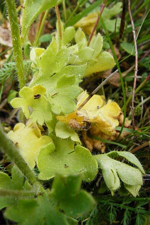 Saxifraga granulata \ Kn�llchen-Steinbrech / Meadow Saxifrage, D Herborn 22.5.2015