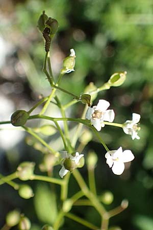 Kernera saxatilis \ Felsen-Kugelsch�tchen / Kernera, D Fridingen 3.6.2015