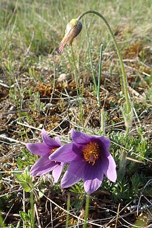 Pulsatilla vulgaris \ Kuhschelle, K�hchenschelle / Common Pasque-Flower, D Werbach 8.4.2017