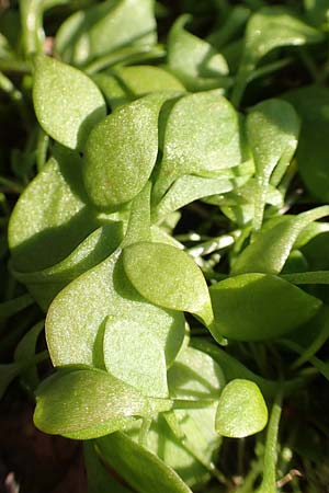 Claytonia perfoliata \ Gew�hnliches Tellerkraut, Kuba-Spinat / Miner's Lettuce, D Mannheim-Pfingstberg 21.2.2018
