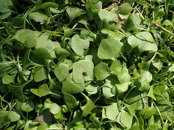 Claytonia perfoliata \ Gew�hnliches Tellerkraut, Kuba-Spinat / Miner's Lettuce, D Mannheim-Pfingstberg 21.2.2018