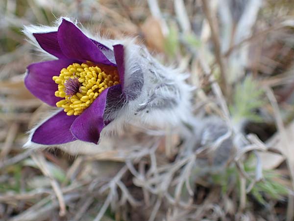 Pulsatilla vulgaris \ Kuhschelle, K�hchenschelle / Common Pasque-Flower, D Schwetzingen 25.3.2018