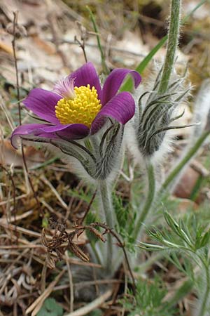 Pulsatilla vulgaris \ Kuhschelle, K�hchenschelle / Common Pasque-Flower, D Schwetzingen 9.4.2018