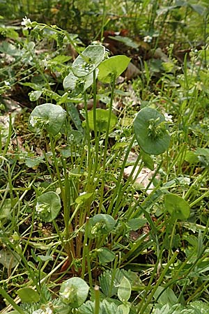 Claytonia perfoliata \ Gew�hnliches Tellerkraut, Kuba-Spinat / Miner's Lettuce, D Mannheim 14.5.2018