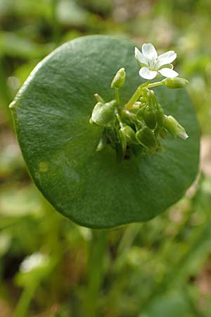 Claytonia perfoliata \ Gew�hnliches Tellerkraut, Kuba-Spinat / Miner's Lettuce, D Mannheim 14.5.2018