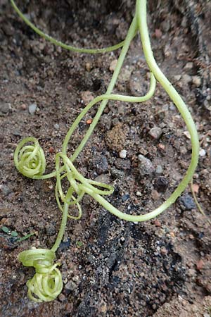 Cucurbita pepo \ K�rbis / Marrow, D Reilingen 24.9.2015