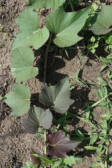 Ipomoea batatas agg. \ S��-Kartoffel, Knollenwinde / Sweet Potato, D Weisenheim am Sand 26.8.2021