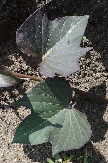 Ipomoea batatas agg. \ S��-Kartoffel, Knollenwinde / Sweet Potato, D Weisenheim am Sand 26.8.2021