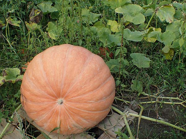 Cucurbita pepo \ K�rbis / Marrow, D Weisenheim am Sand 26.8.2021