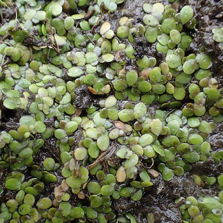 Lemna minor \ Kleine Wasserlinse / Common Duckweed, D B&uuml;rstadt 30.9.2016
